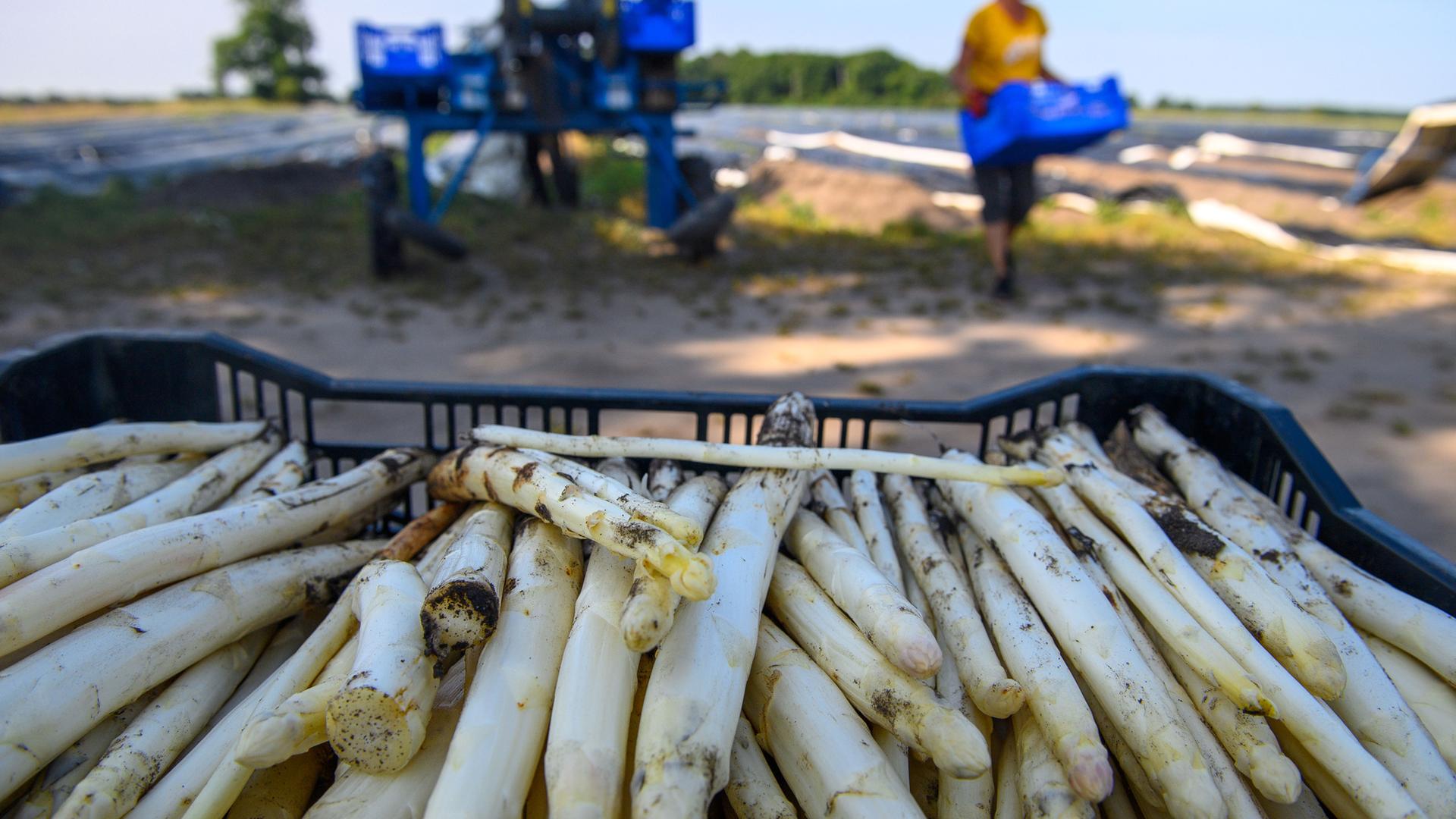 Spargelernte in Sachsen-Anhalt vor dem Abschluss