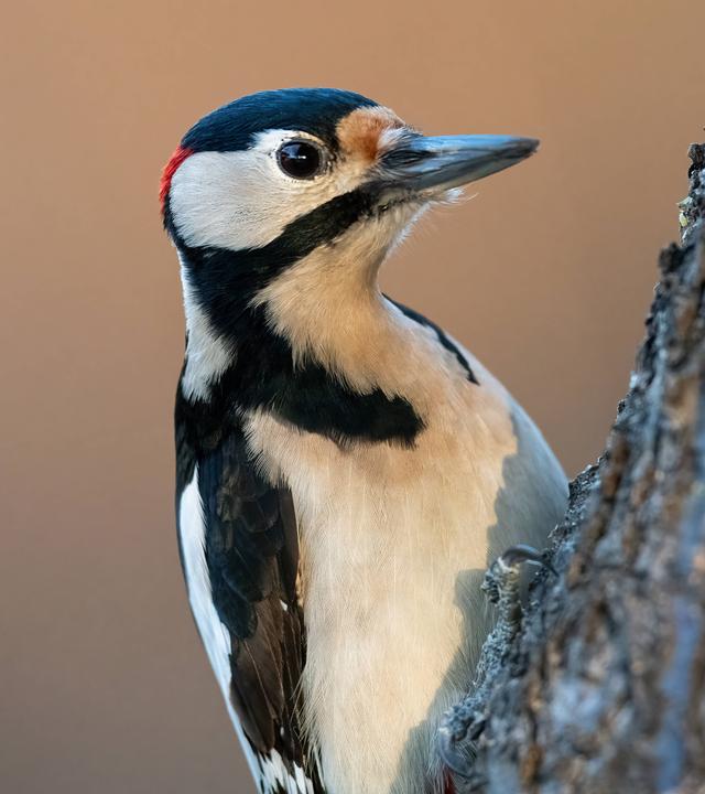 Ein Specht sitzt an einem Baumstamm