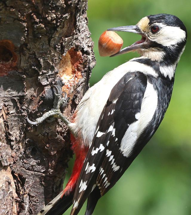 Ein Specht sitzt an einem Baumstamm mit einer Nuss im Schnabel