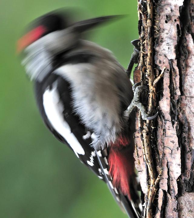Ein Specht sitzt an einem Baumstamm und hämmert gegen den Stamm