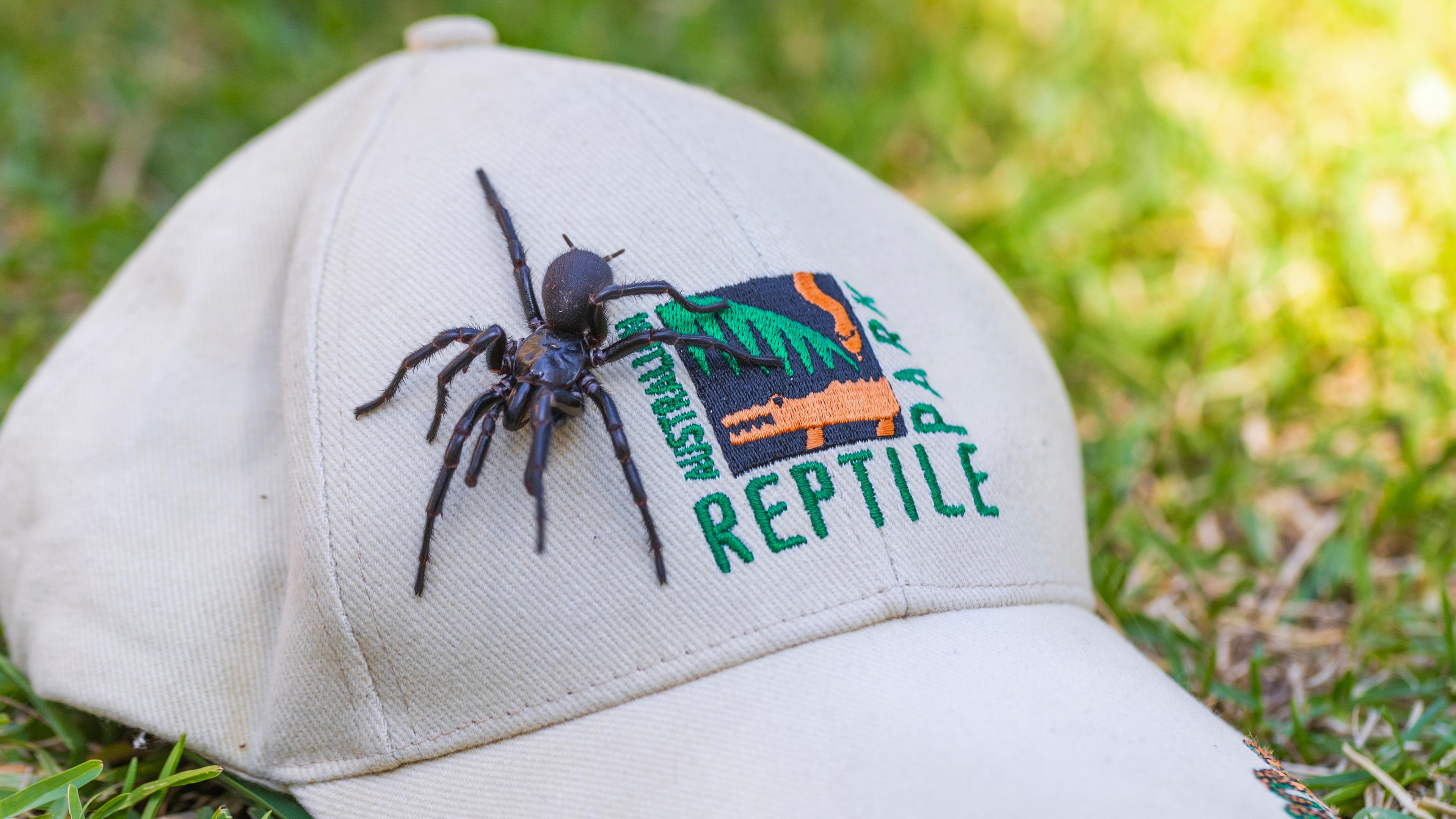 Es wurde ein männliches Exemplar der Sydney Funnel-Web Spinne, dem giftigsten Spinnentier der Welt, gefunden und dem Australian Reptile Park nördlich von Sydney gespendet.