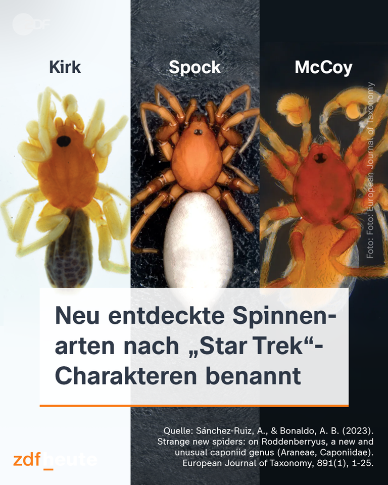 Neu entdeckte Spinnenarten nach Star-Trek Charakteren benannt