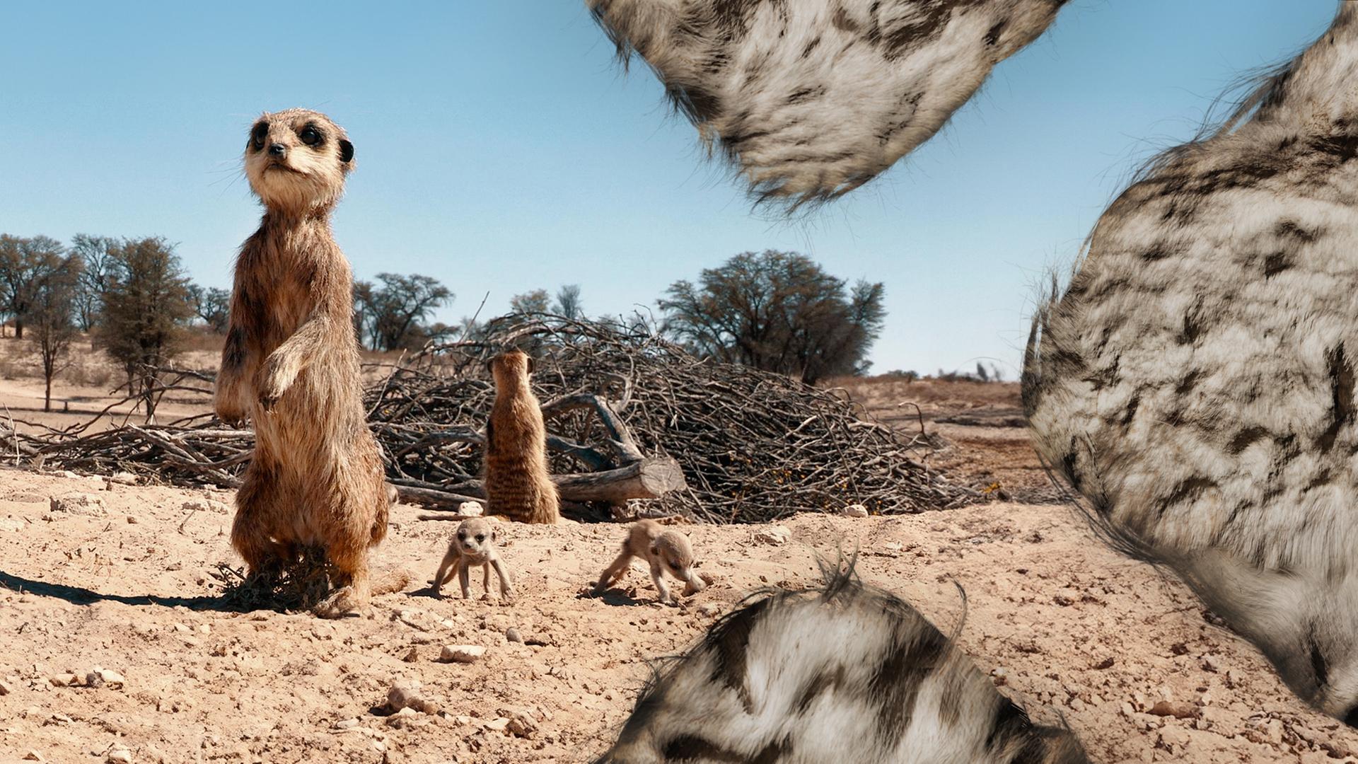 Aufgerichtetes Erdmännchen im Vordergrund, junge Erdmännchen im Hintergrund