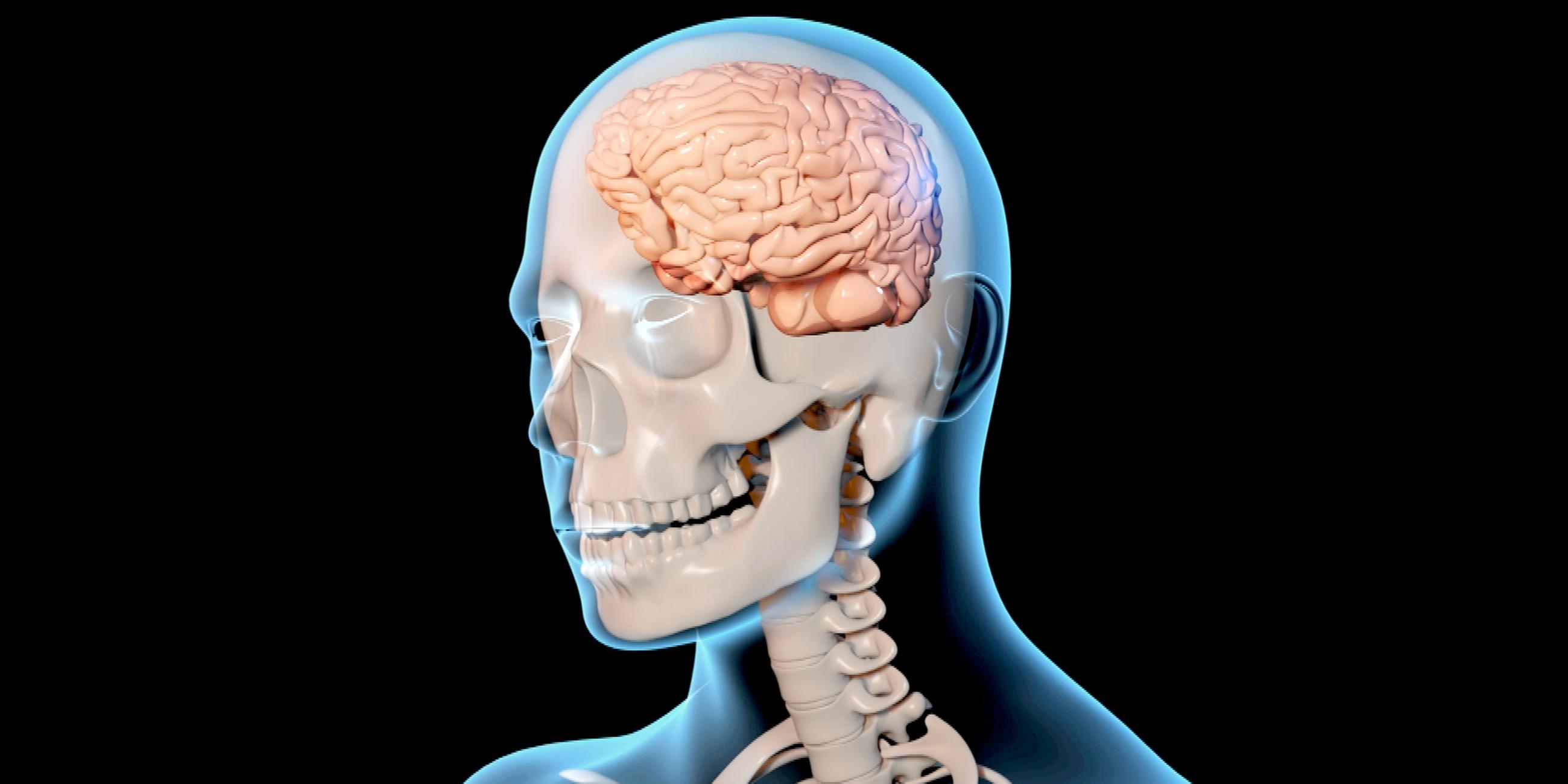 Graphik eines menschlichen Skeletts mit einem Gehirn.
