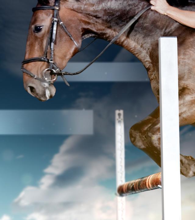 Springreiten 