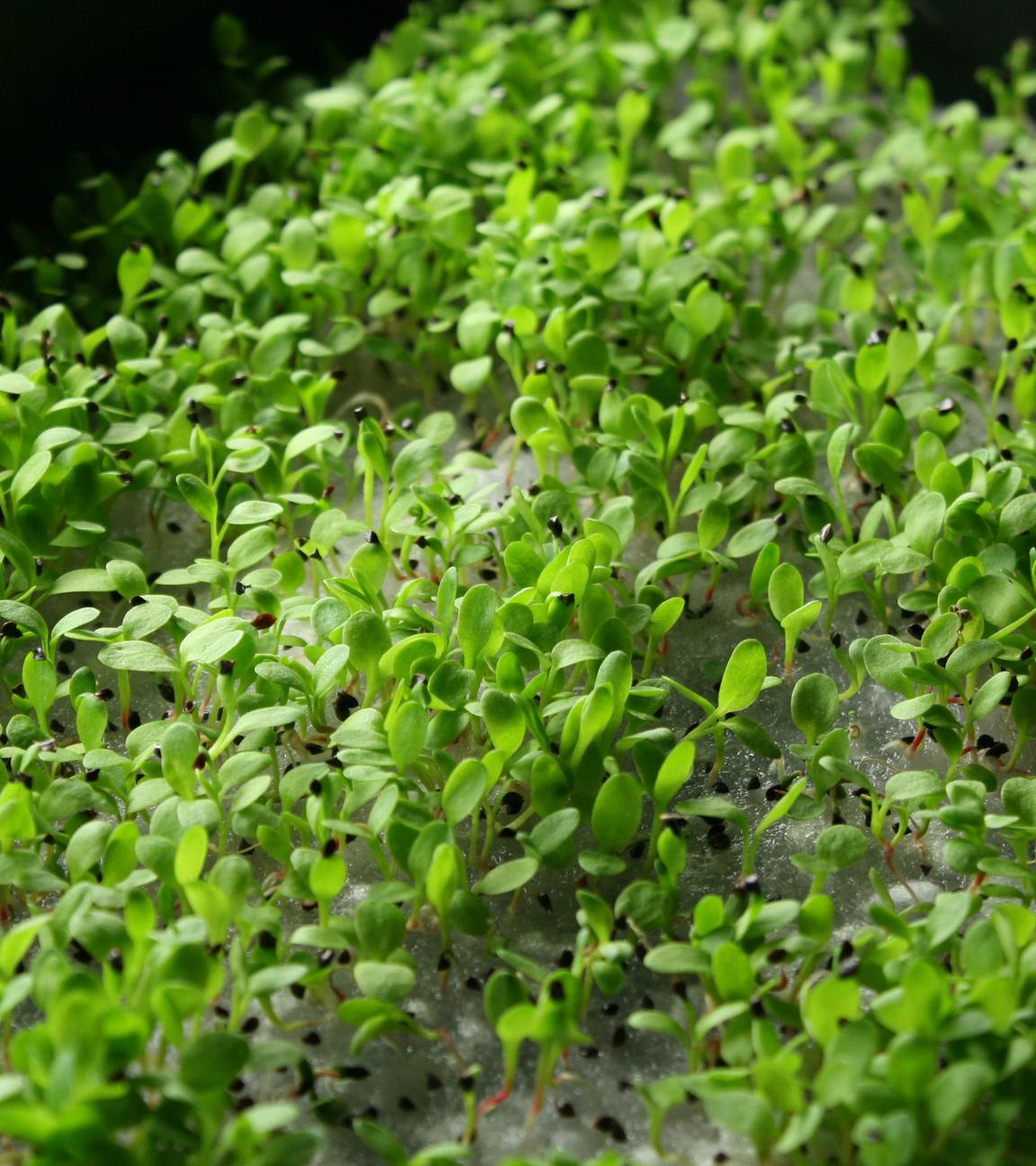 Wachsende Microgreens wachsen in einer Schale mit Wasser