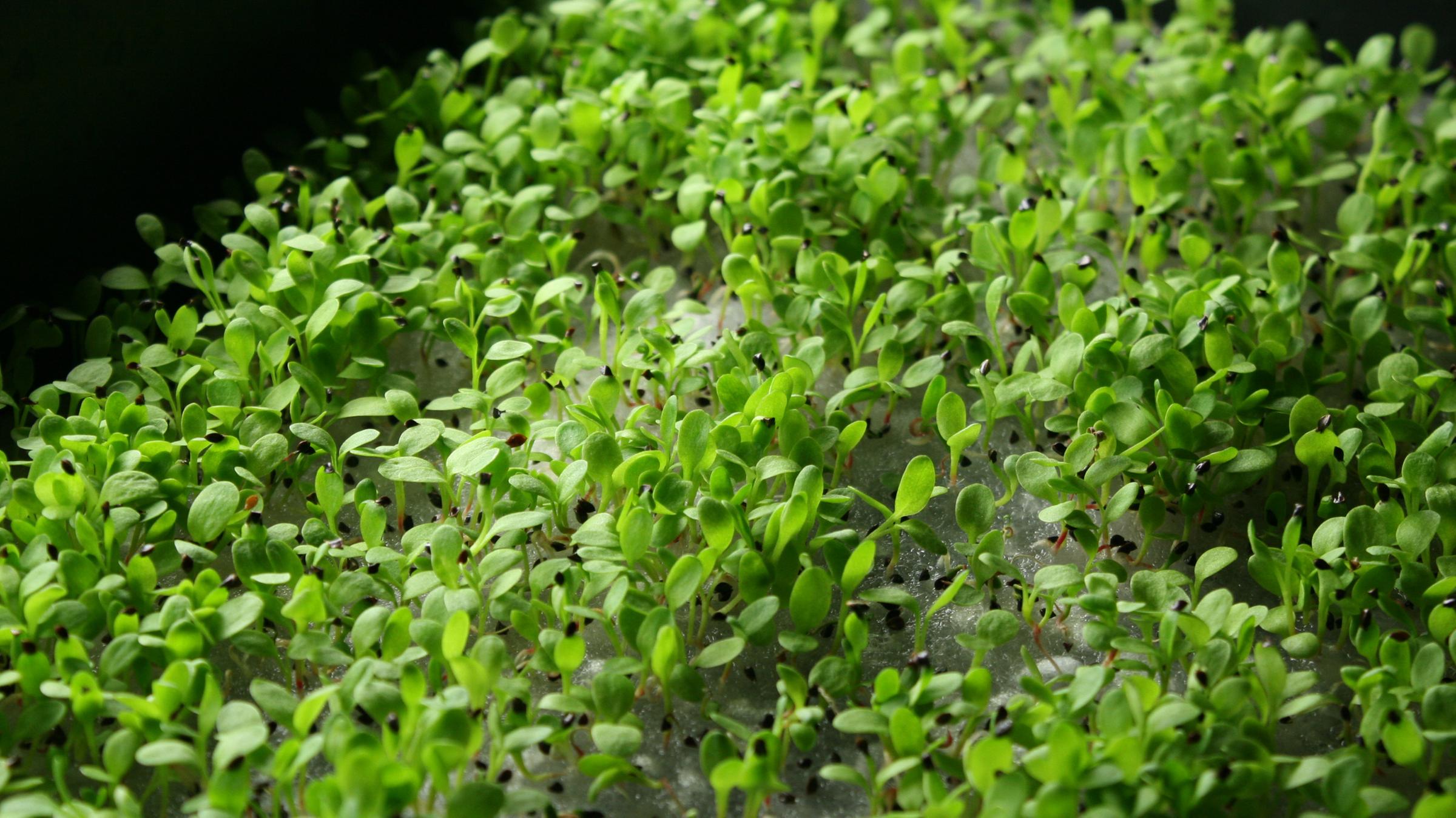 Wachsende Microgreens wachsen in einer Schale mit Wasser