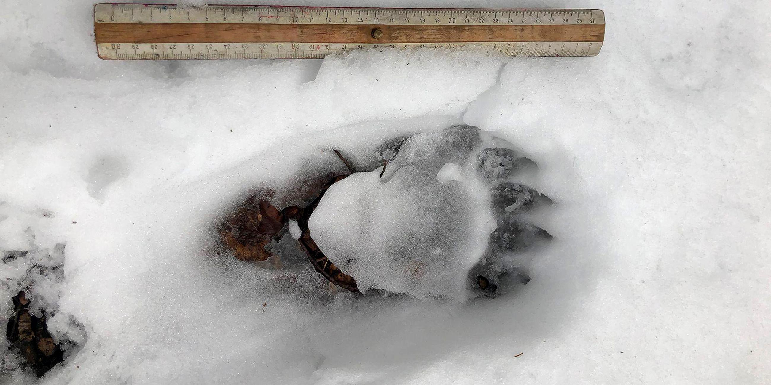 Spur eines Braunbären im Schnee im oberbayerischen Landkreis Miesbach