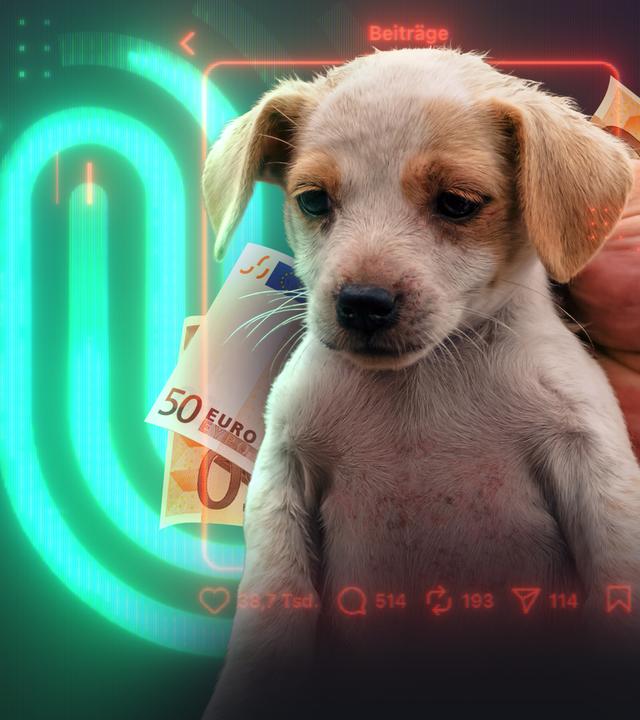 Ein kleiner verletzter Hundewelpe wird mit einer Hand hochgehoben. Er guckt traurig auf den Boden. Im Hintergrund Geldscheine und Spur-Logo. 