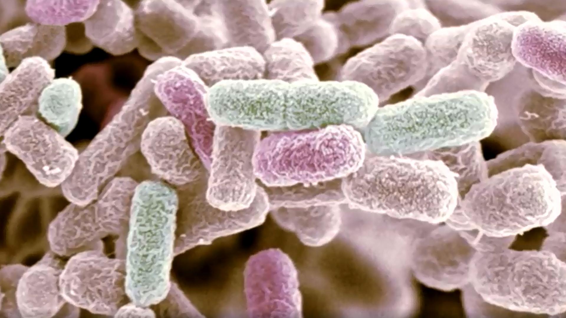 Stäbchen und Kokken