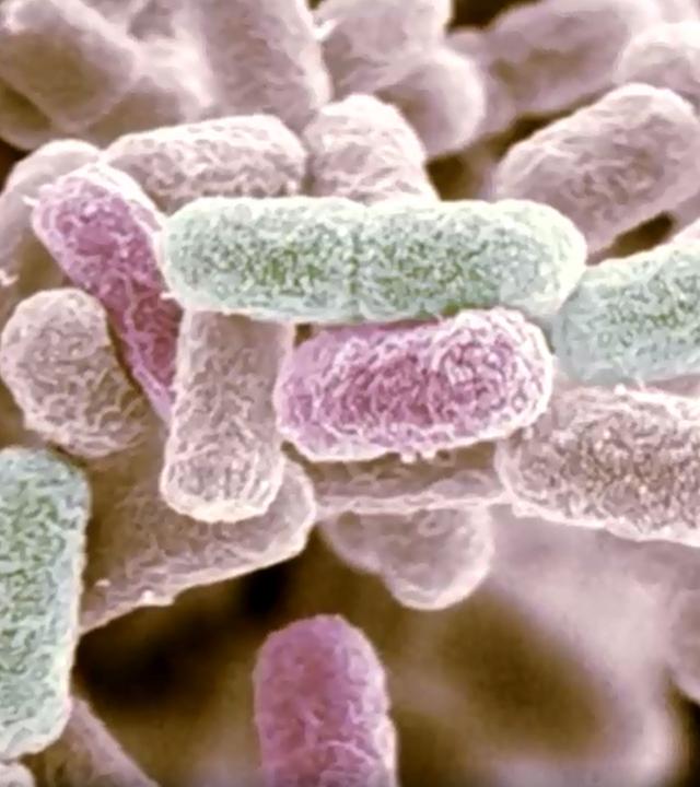 Stäbchen und Kokken