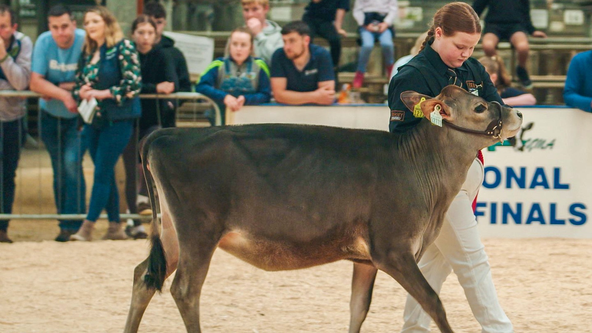 Georgie führt ihr Kalb in einer Manege vor.