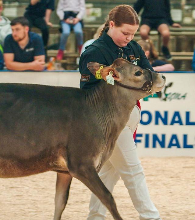 Georgie führt ihr Kalb in einer Manege vor.