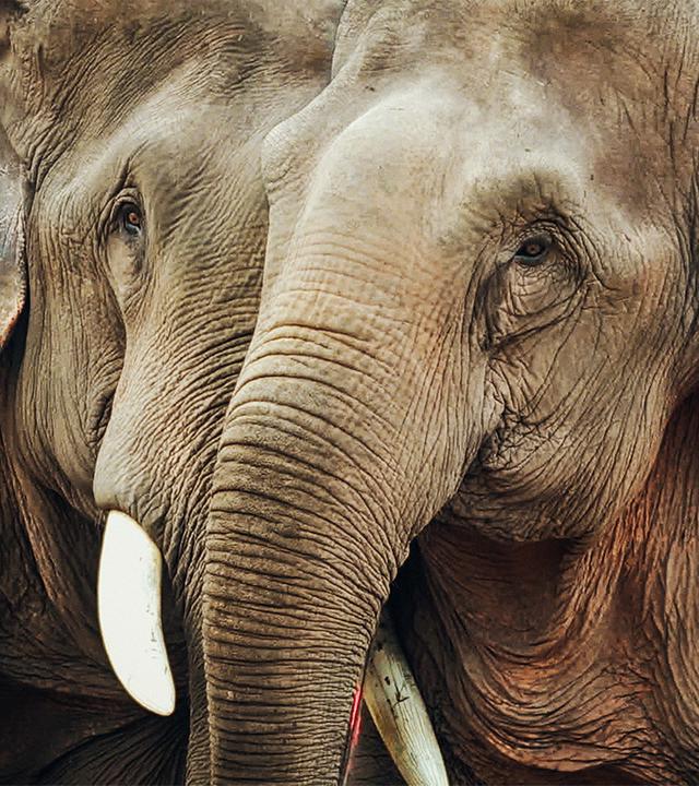 Zwei Elefanten eng beieinander stehend