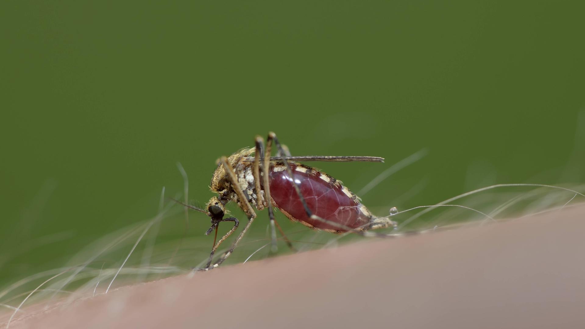 Stechmücke auf der Haut
