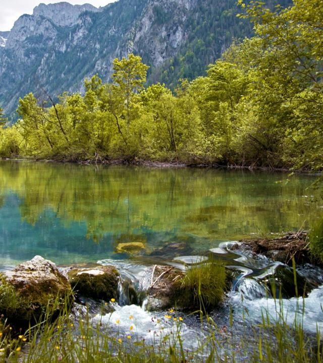 Das Bild zeigt eine idyllische Szenerie im Seenland Österreich, insbesondere im Siebenseengebiet der Steiermark. Im Vordergrund fließt ein kleines, klares Gewässer, das über glatte Steine und zwischen grünen Grasbüscheln hinabplätschert.   Rund um das Wasser wachsen zahlreiche hohe Bäume mit frischem, grünem Laub. Die Vegetation ist üppig und vielfältig. Im Hintergrund erheben sich majestätische Berggipfel, die teilweise mit Schnee bedeckt sind und von Nebel umhüllt werden, was auf wechselhaftes Wetter hindeutet.   Die Wasseroberfläche spiegelt die Umgebung wider und schafft so eine harmonische Verbindung zwischen den verschiedenen Elementen der Natur. Insgesamt vermittelt das Bild eine ruhige und friedliche Atmosphäre, die typisch ist für die Landschaften in der Steiermark.