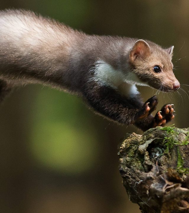 Ein Steinmarder springt auf einen Ast