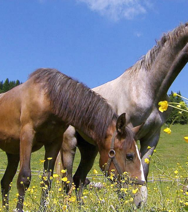 Pferde auf einer grünen Wiese