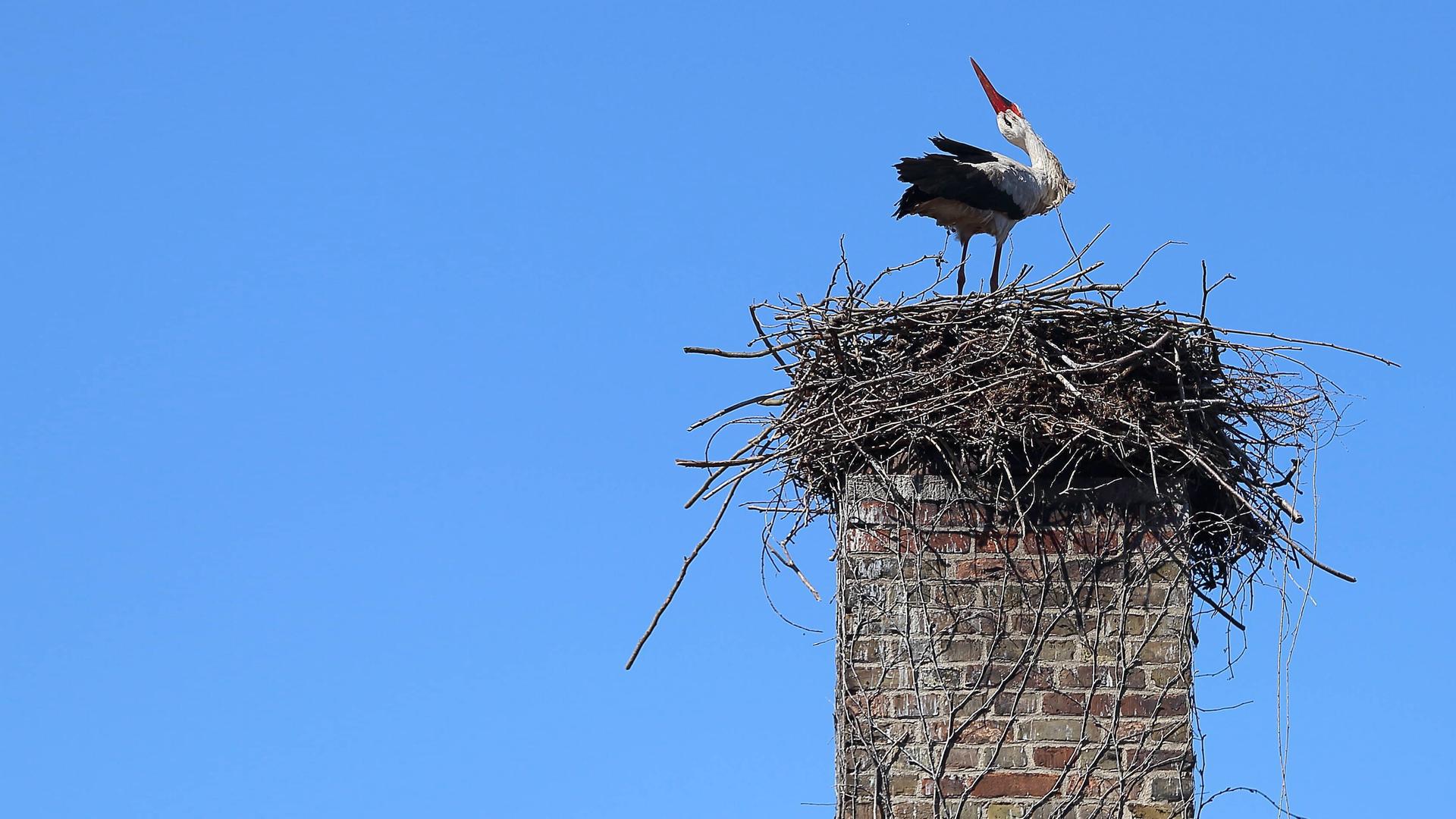 Ein einzelner Storch steht auf einem großen, aus Zweigen gebauten Nest, das sich auf der Spitze eines gemauerten Schornsteins befindet. Der Vogel mit weißem Gefieder, schwarzen Flügeln und rotem Schnabel blickt nach oben in einen klaren blauen Himmel, während das Nest stabil auf dem Dach thront.