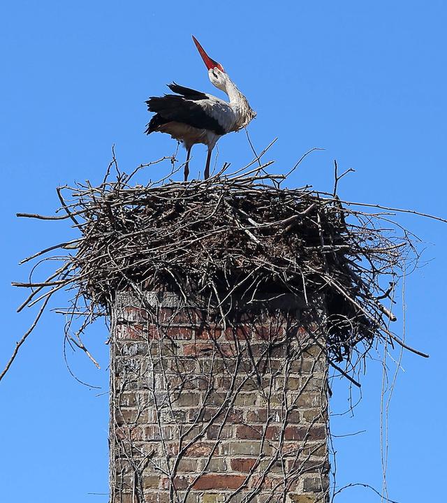 Ein einzelner Storch steht auf einem großen, aus Zweigen gebauten Nest, das sich auf der Spitze eines gemauerten Schornsteins befindet. Der Vogel mit weißem Gefieder, schwarzen Flügeln und rotem Schnabel blickt nach oben in einen klaren blauen Himmel, während das Nest stabil auf dem Dach thront.