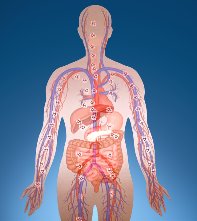 Grafische Darstellung eines Menschen im Querschnitt mit Blutbahnen und Organen