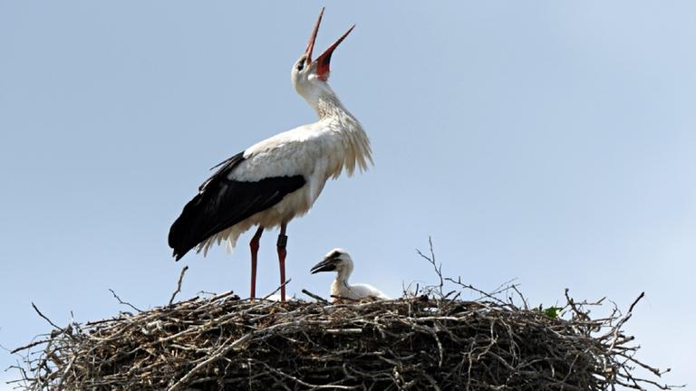 Nach fünfzig bis hundert Tagen sind Jungstörche flügge.