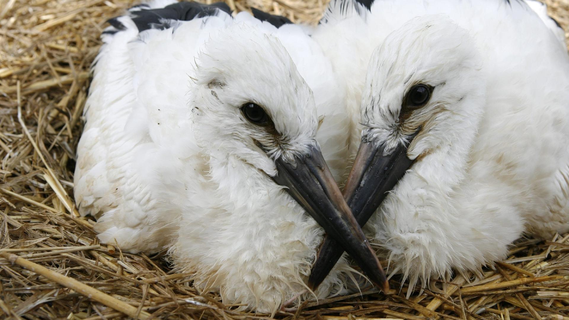 Zwei Storchenbabys sitzen nebeneinander im Nest. Ihre Köpfe sind einander zugewandt und ihre Schnäbel kreuzen sich.