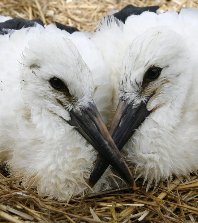 Zwei Storchenbabys sitzen nebeneinander im Nest. Ihre Köpfe sind einander zugewandt und ihre Schnäbel kreuzen sich.