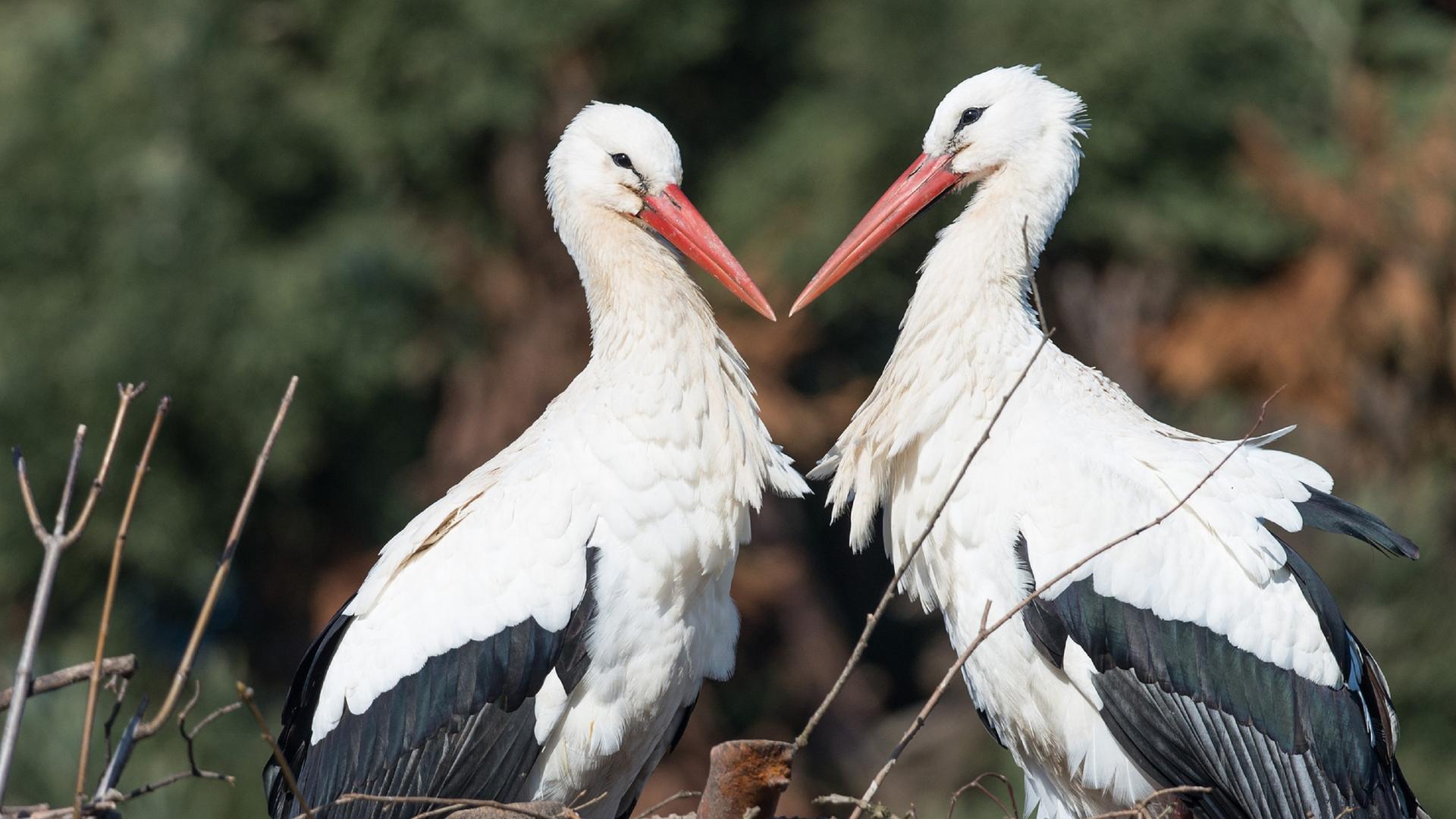 Storchenpaar schnäbelt und sitzt im Nest.