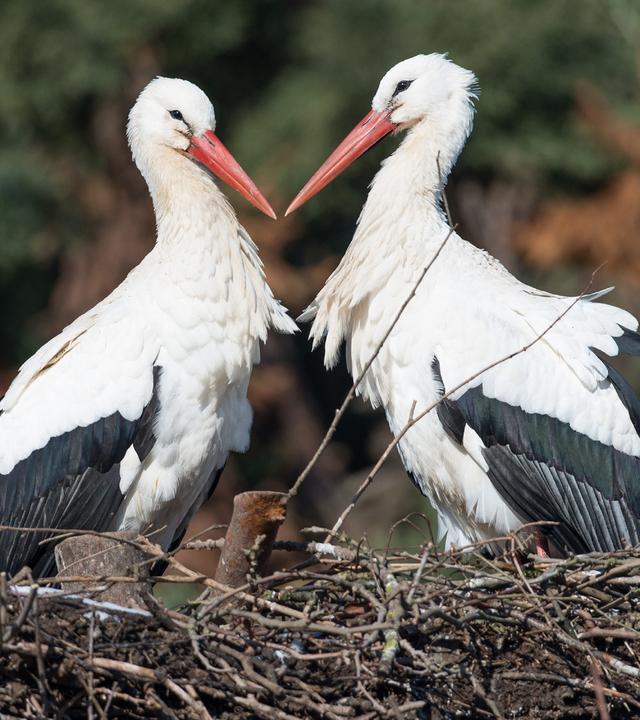 Storchenpaar schnäbelt und sitzt im Nest.