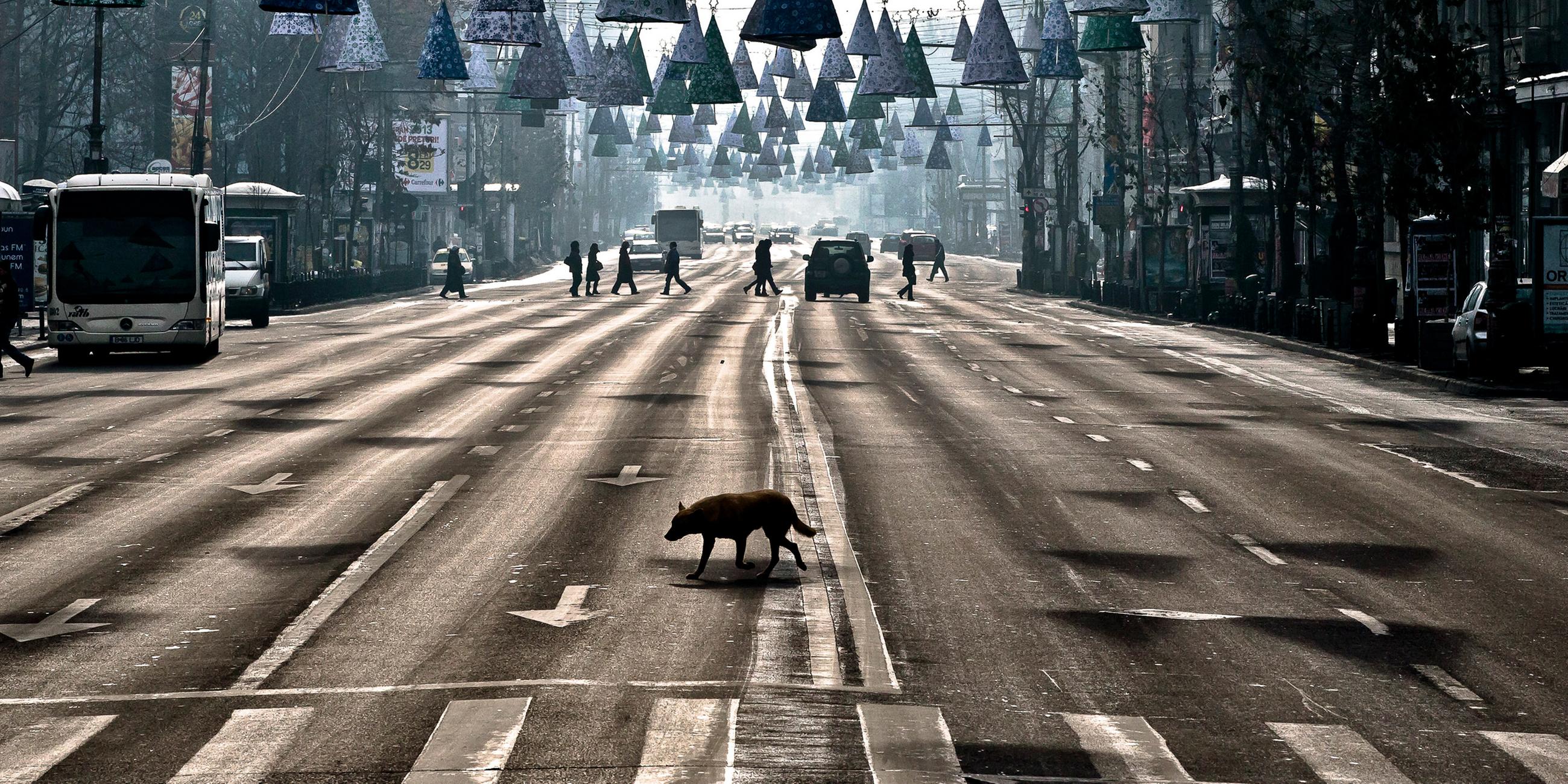 Ein Straßenhund in Bukarest