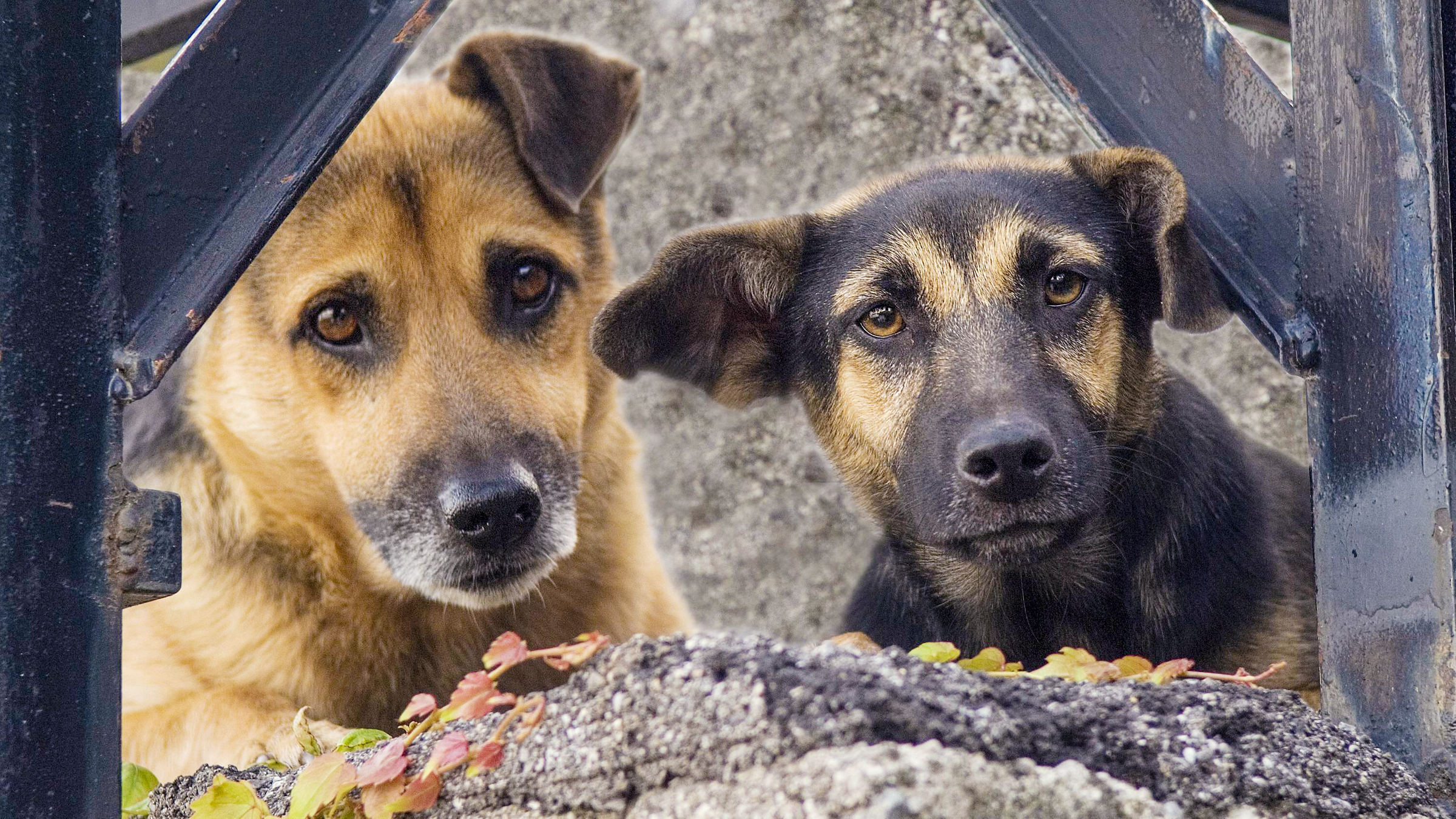 Left on the the streets dog. Сиба ину с хозяином. Можно ли уличную собаку запускать домой. Уличные собаки. Свора собак краснодар.
