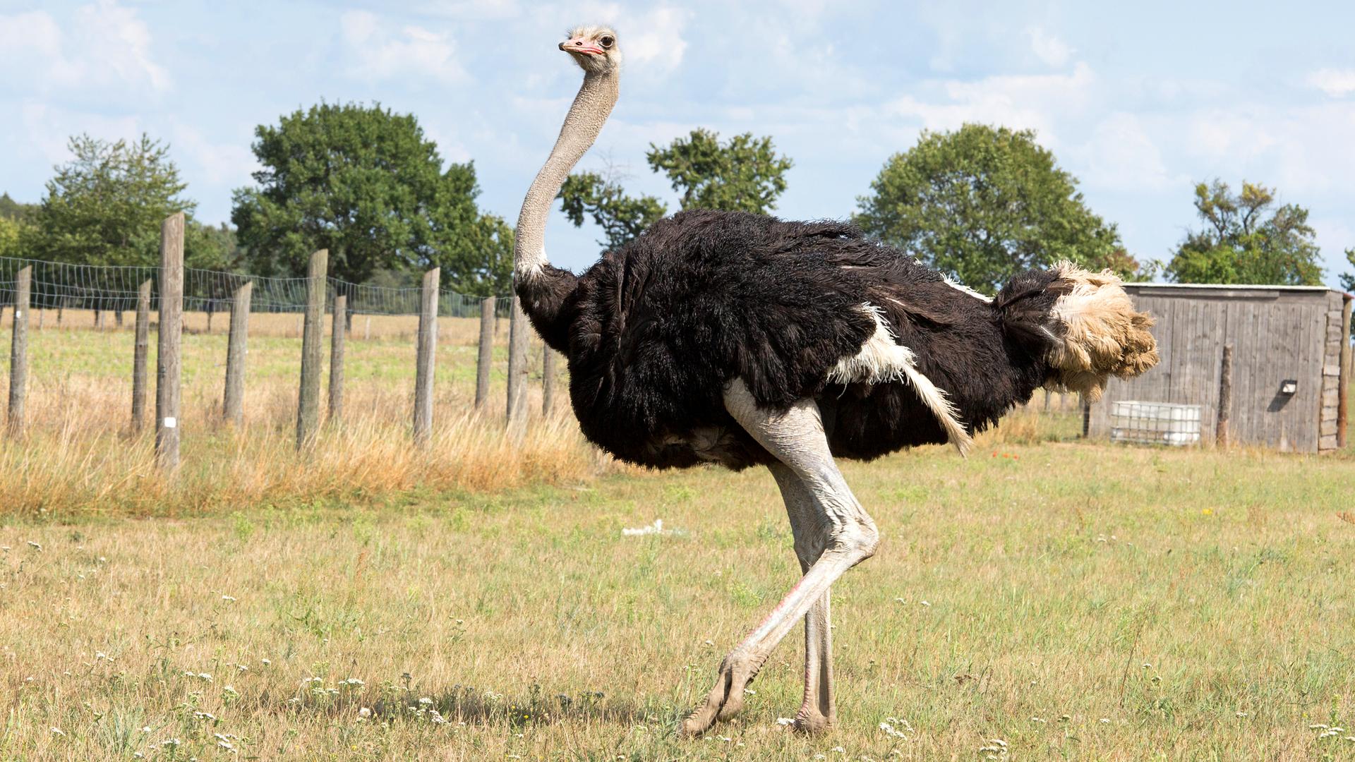 Vogel Strauß steht auf einer Wiese und blickt nach links.