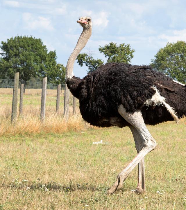 Vogel Strauß steht auf einer Wiese und blickt nach links.