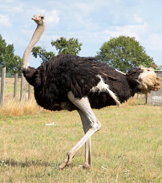 Vogel Strauß steht auf einer Wiese und blickt nach links.