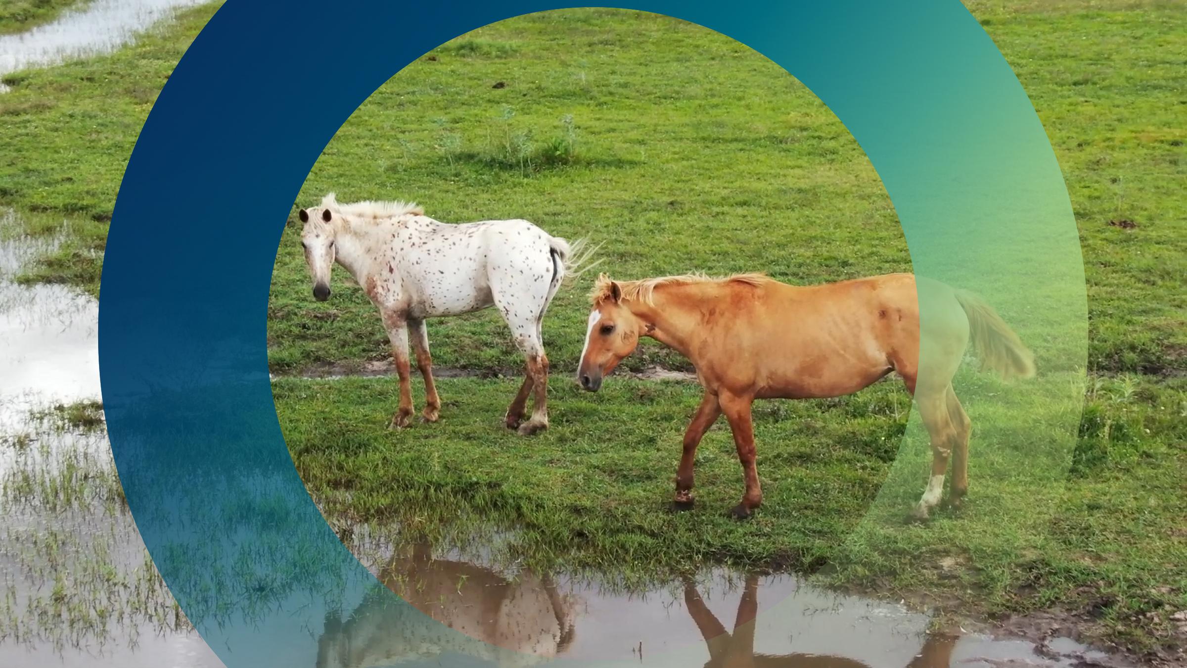 Pferde auf Stutenfarm: Am Hals die Einstichstelle der Kanüle