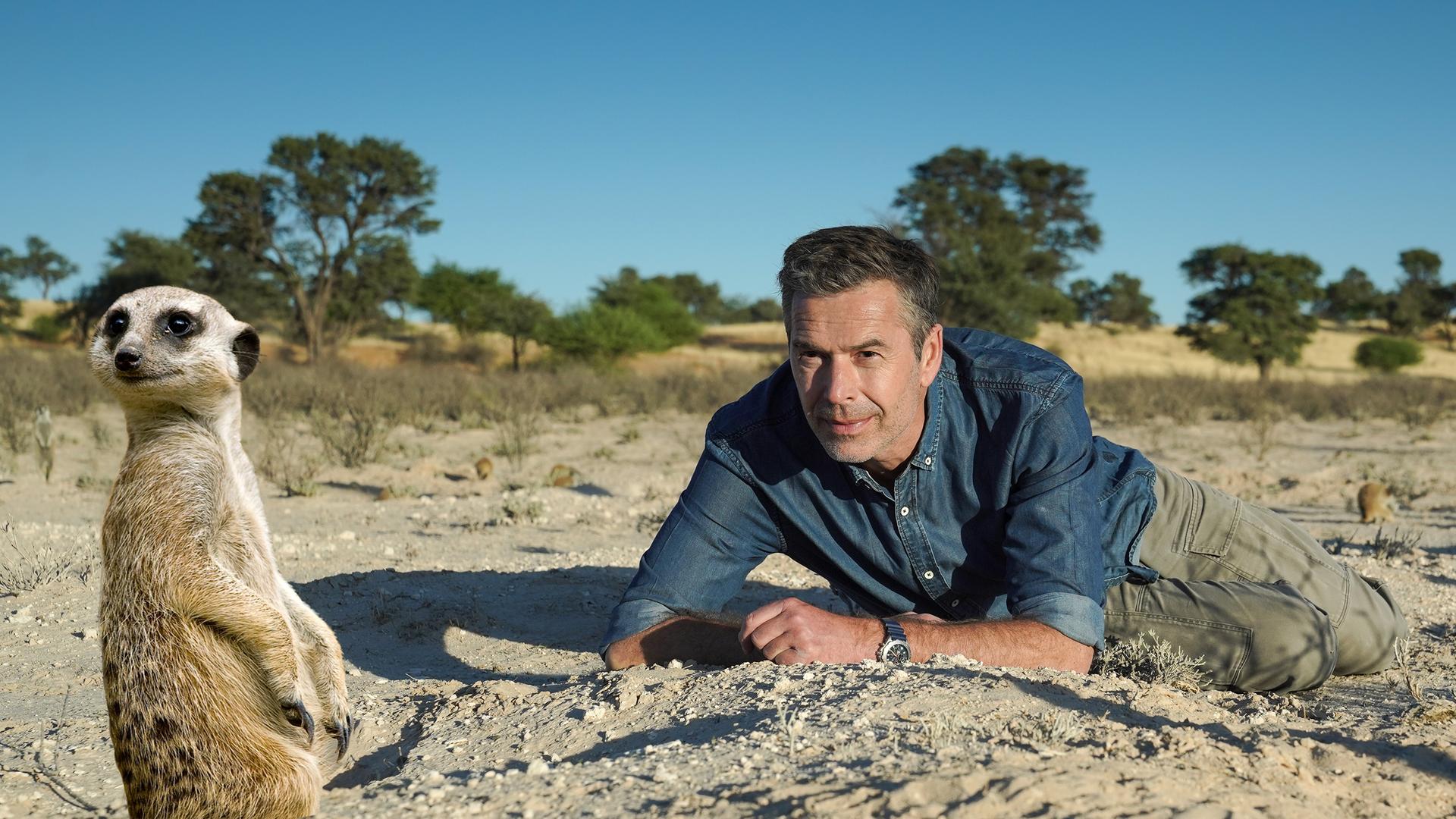 Terra X - Faszination Erde mit Dirk Steffens - Erdmännchen