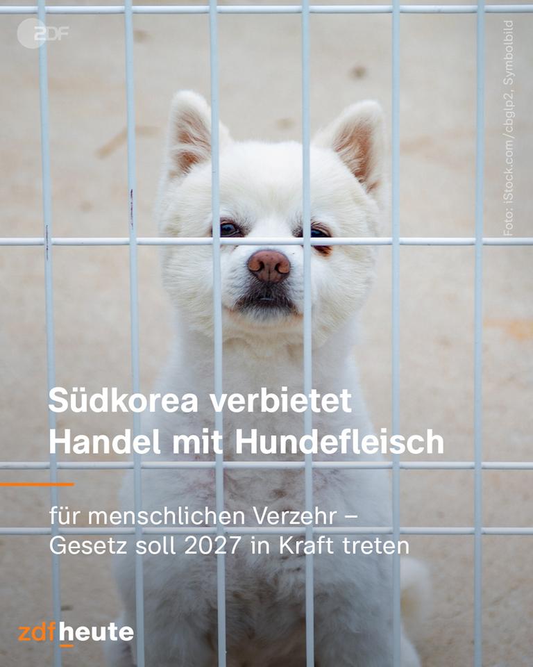 Südkorea verbietet Handel mit Hundefleisch für menschlichen Verzehr - Gesetz soll 2027 in Kraft treten