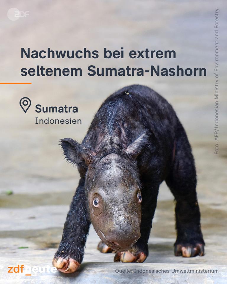 Baby Sumatra-Nashorn