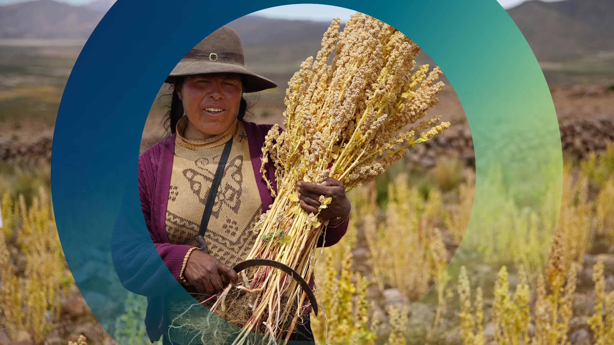 Quinoa-Ernte in Bolivien
