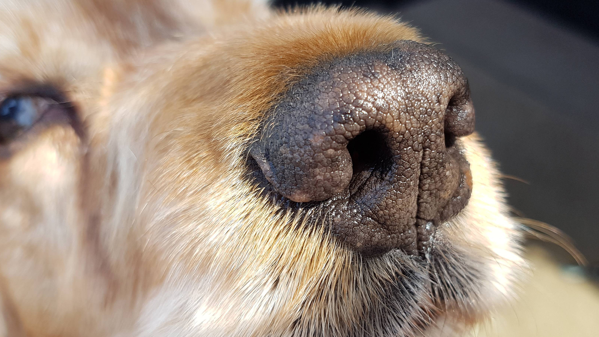 Es ist eine Hundenase von nah zu sehen.