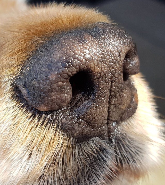 Es ist eine Hundenase von nah zu sehen.