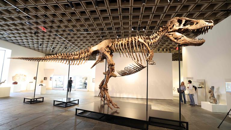 Ein montiertes Tyrannosaurus-Rex-Skelett ist im Breuer-Gebäude von Sotheby’s in New York zu sehen.