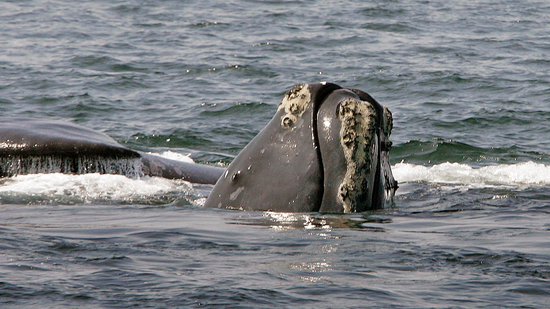 Auf diesem Foto vom 10. April 2008 ragt der Kopf eines Nordatlantischen Glattwals aus dem Wasser, während ein anderer Wal in der Cape Cod Bay in der Nähe von Provincetown, Massachusetts, vorbeizieht.