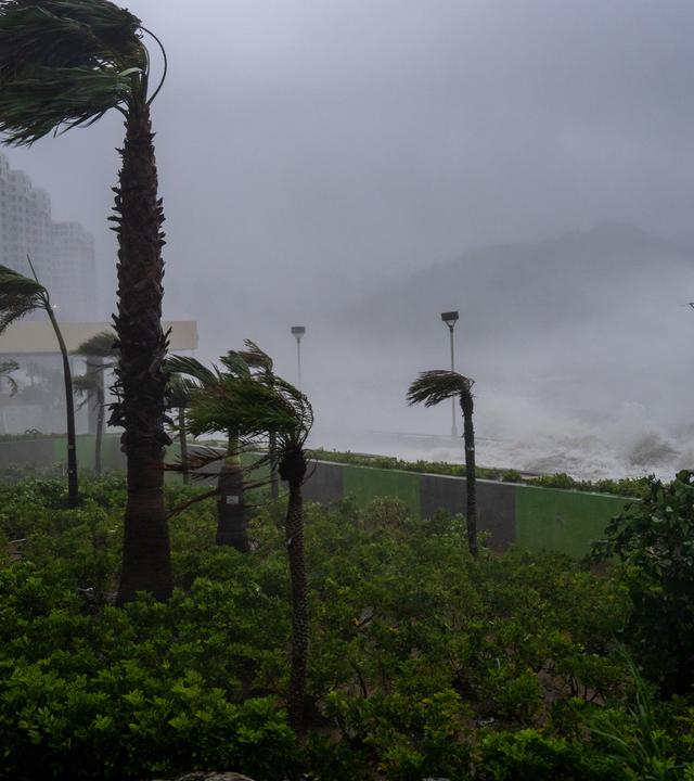 24.09.2025, China, Hongkong: Bäume werden von starken Winden in Heng Fa Chuen umgeweht, als Taifun «Ragasa» vorbeizieht.