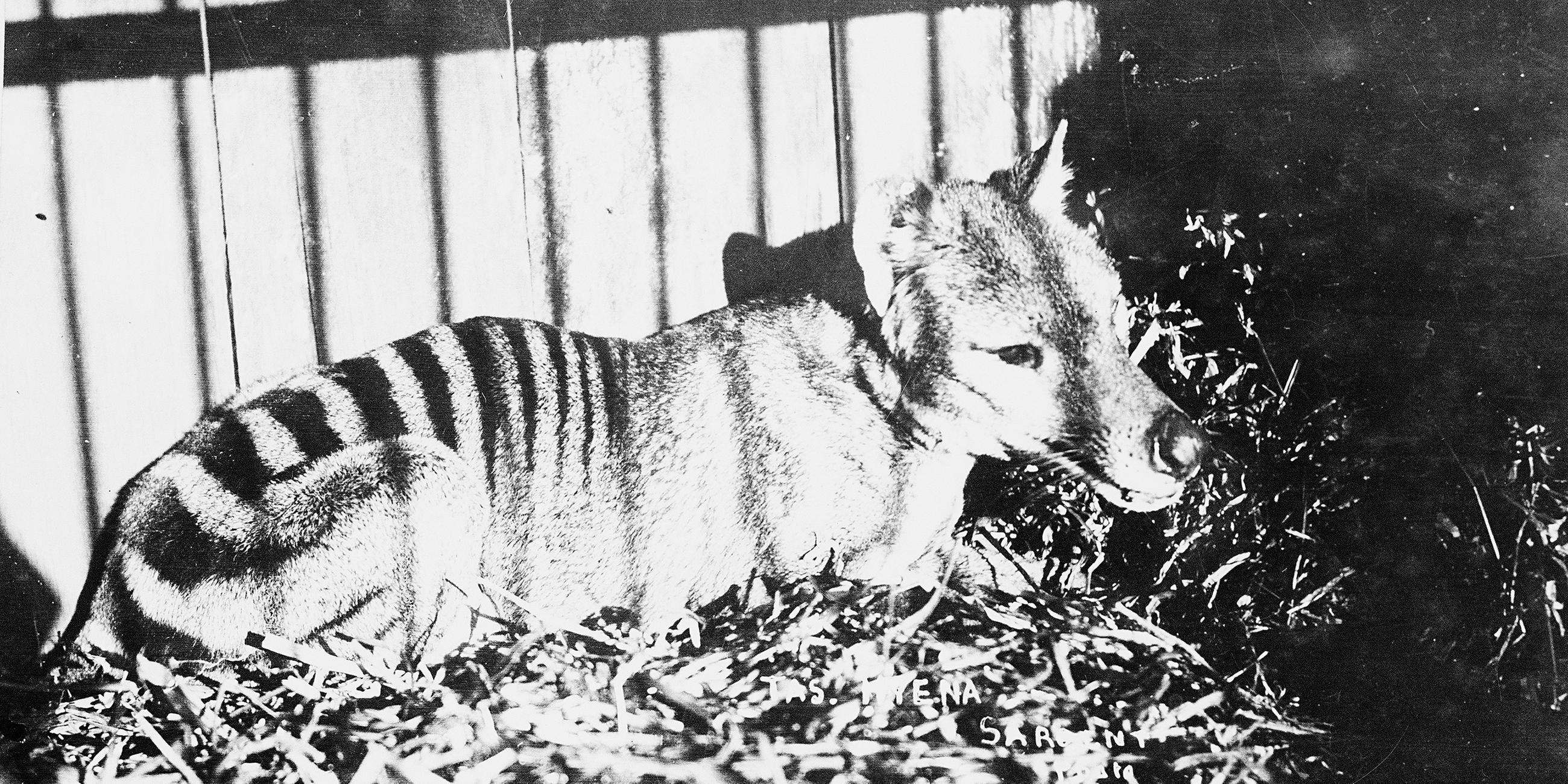 Archivfoto eines Tasmanischen Tigers in Gefangenschaft von 1930