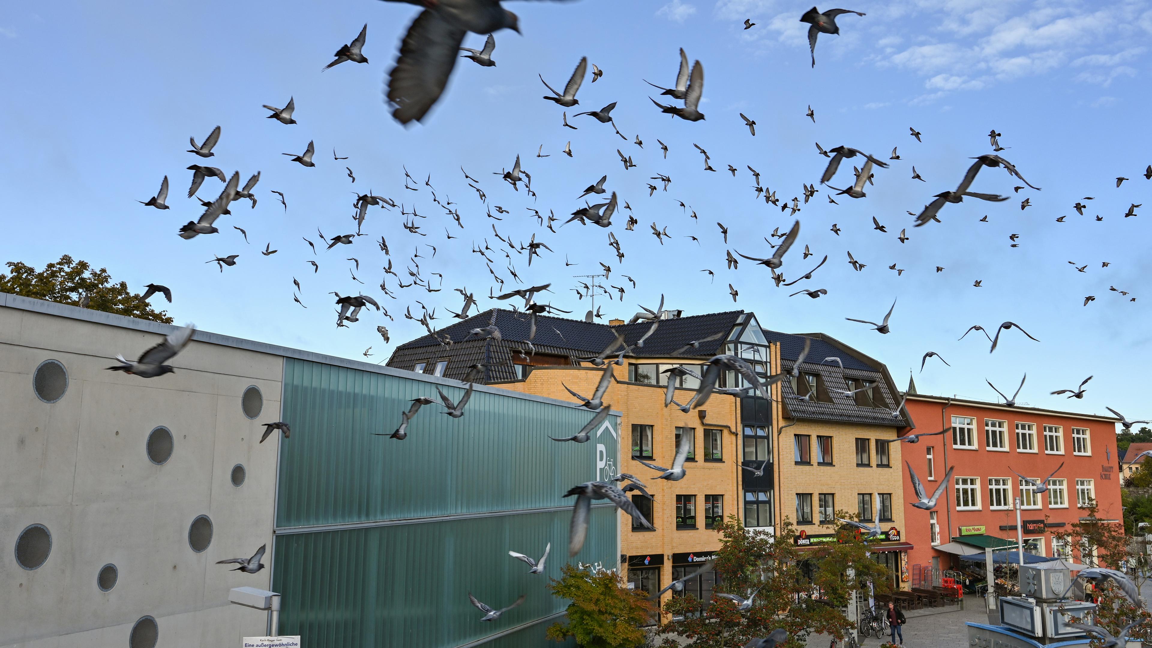 Viele Tauben fliegen am Bahnhofsplatz am Fahrradparkhaus vorbei.
