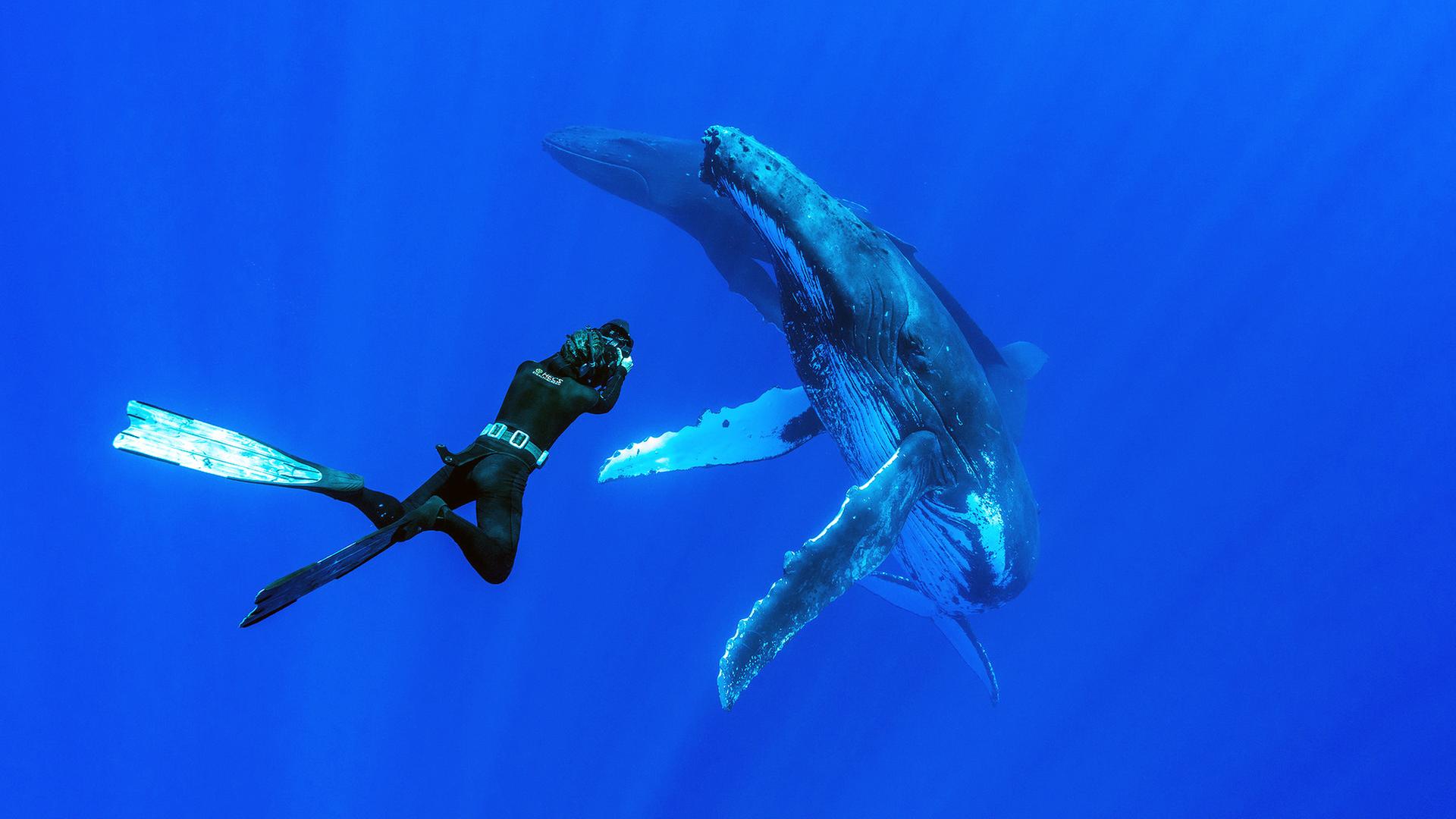 Mittig im Bild ein Tauscher mit Schwimmflosse und einer Kamera in der Hand. Er fotografiert einen Buckelwal im tiefblauen Wasser.
