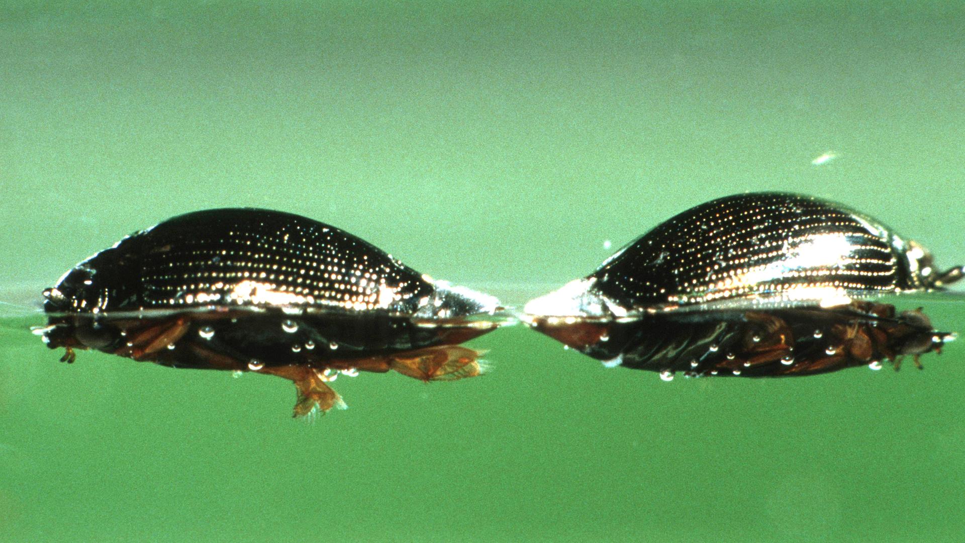 Taumelkäfer im Wasser.