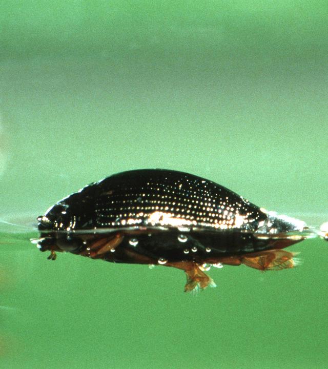 Taumelkäfer im Wasser.